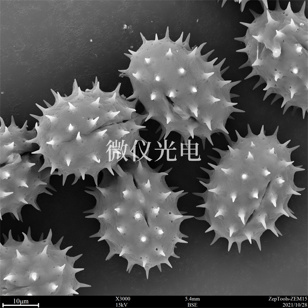 掃描電鏡測樣，要注意什么？